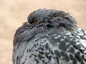 Вороны и голуби замерзают от холода в Иркутске