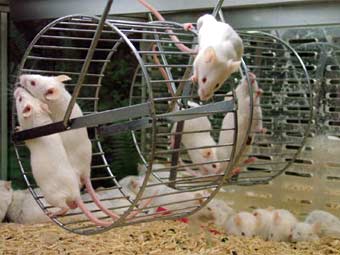Замороженных мышей клонировали японские ученые