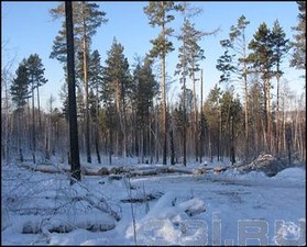 Вырубка леса в Иркутской области