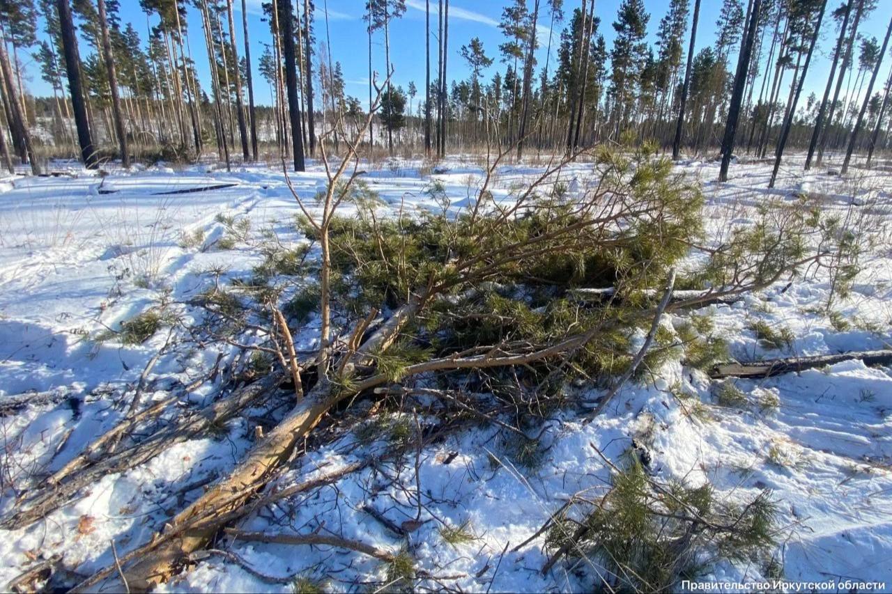 В Иркутской области мужчину будут судить за незаконную вырубку леса на сумму 100 тысяч рублей.