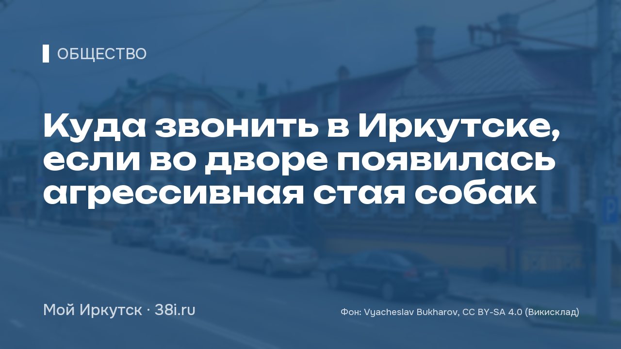 Куда звонить в Иркутске, если во дворе появилась агрессивная стая собак
