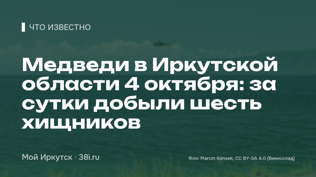 Медведи в Иркутской области: за сутки добыли шесть хищников