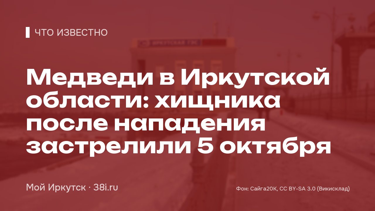 Медведи в Иркутской области: хищника после нападения застрелили 5 октября