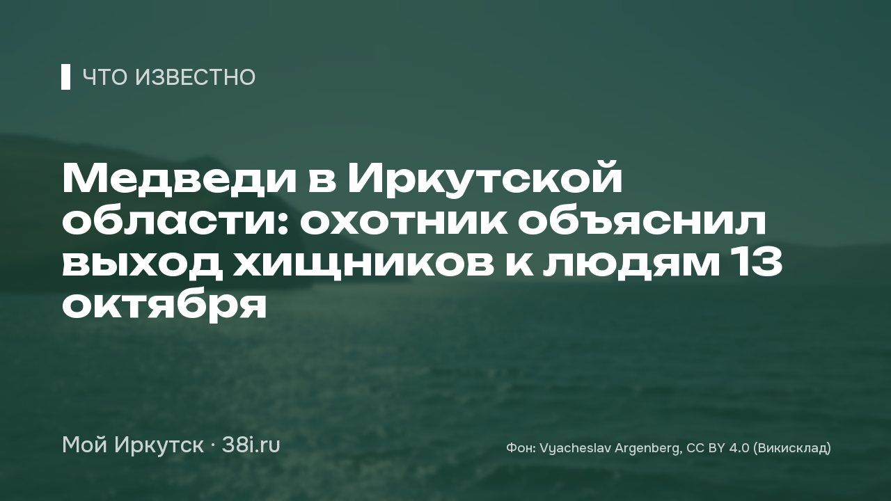 Медведи в Иркутской области: охотник объяснил выход хищников к людям 13 октября