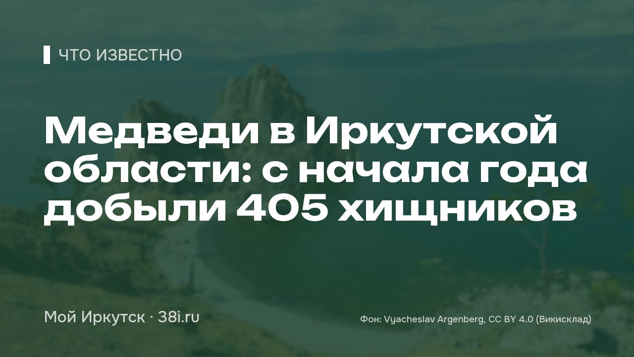 Медведи в Иркутской области: с начала года добыли 405 хищников