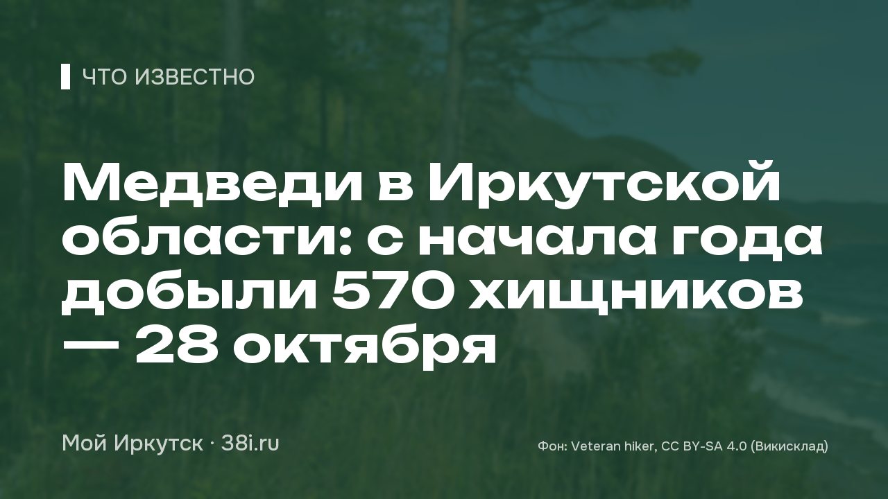 Медведи в Иркутской области: с начала года добыли 570 хищников — 28 октября