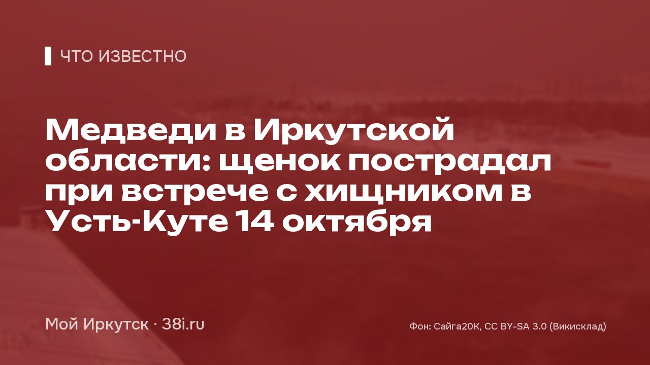 Медведи в Иркутской области: щенок пострадал при встрече с хищником в Усть-Куте 14 октября