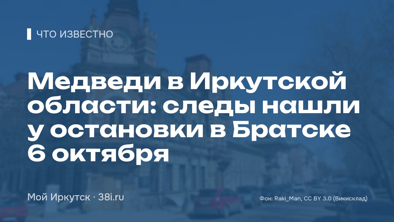 Медведи в Иркутской области: следы нашли у остановки в Братске 6 октября