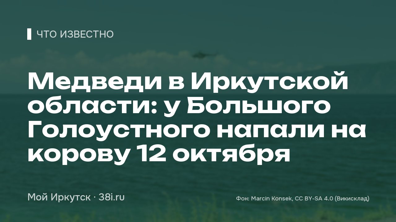 Медведи в Иркутской области: 12 октября сообщили о нападении у Большого Голоустного