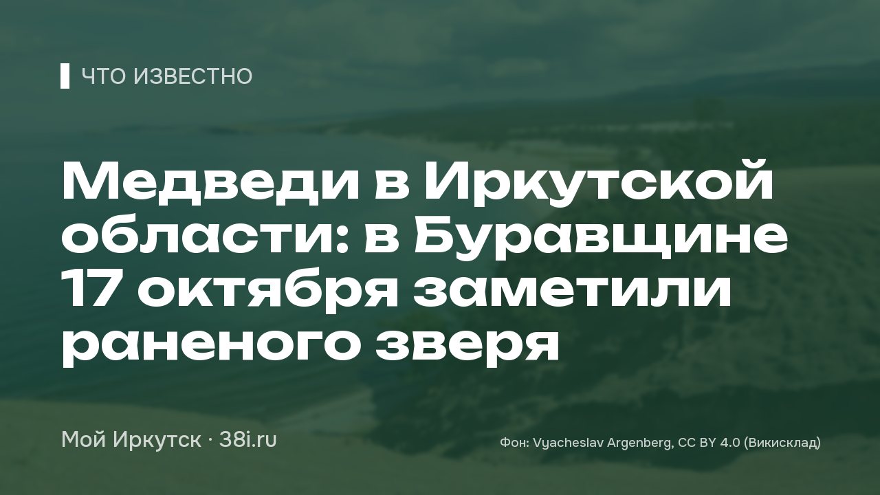 Медведи в Иркутской области: в Буравщине заметили раненого зверя