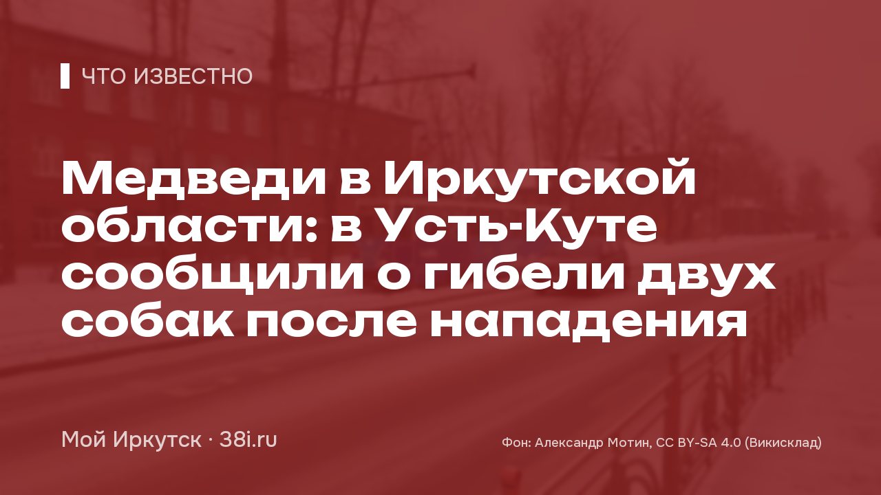 Медведи в Иркутской области: эксперт допустил появление шатунов зимой 15 октября