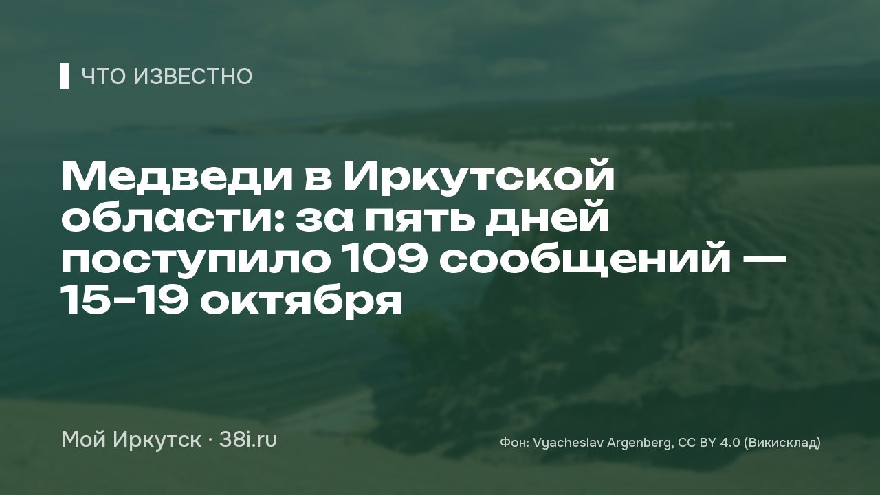 Медведи в Иркутской области: за пять дней поступило 109 сообщений — 15–19 октября