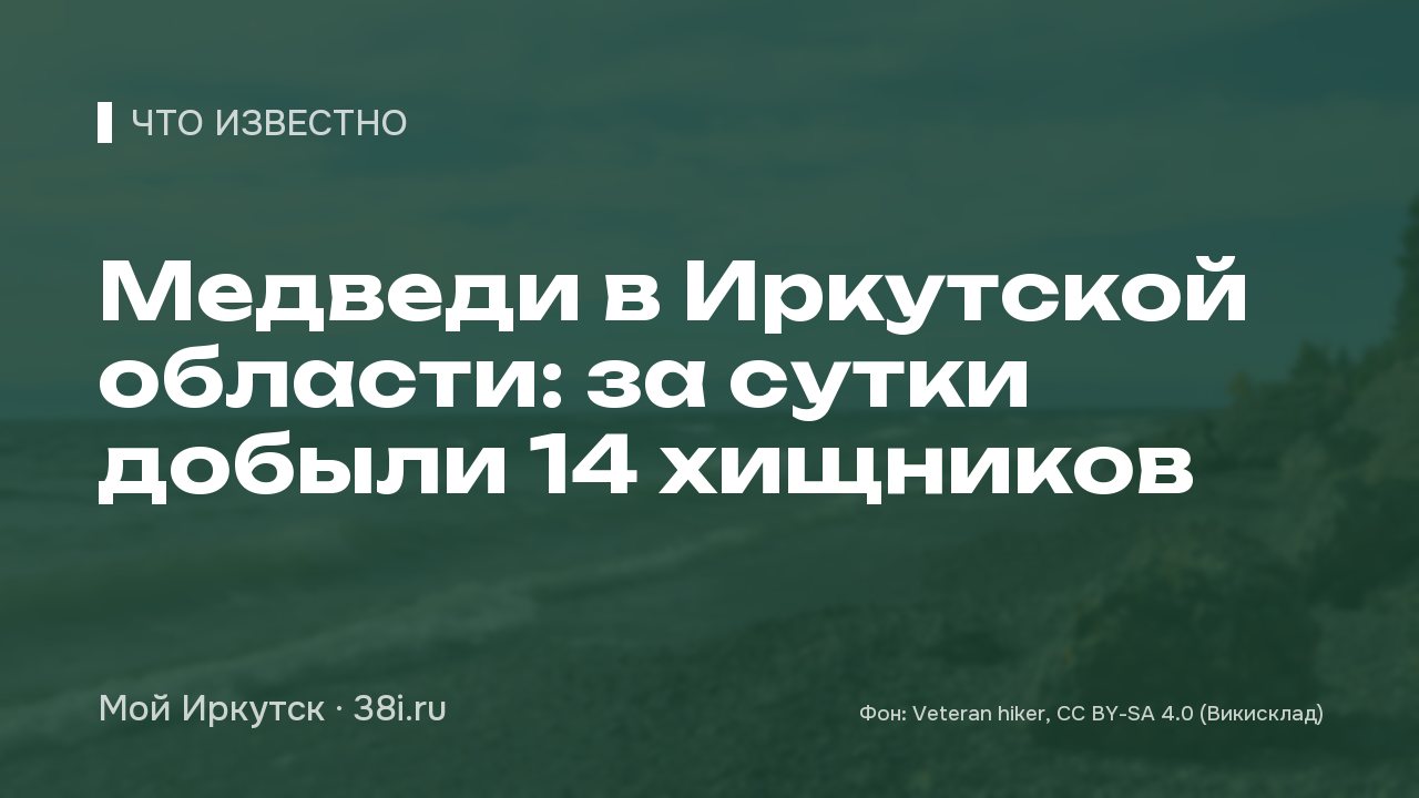 Медведи в Иркутской области: за сутки добыли 14 хищников