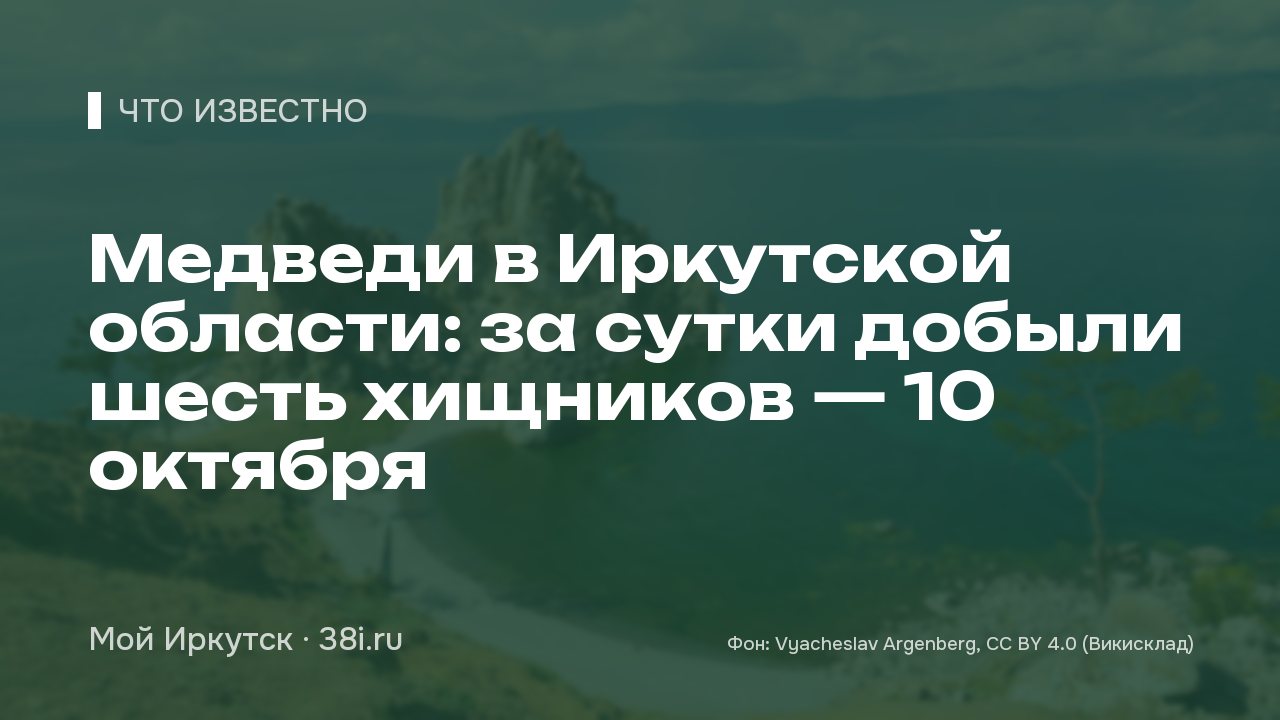 Медведи в Иркутской области: за сутки добыли шесть хищников — 10 октября