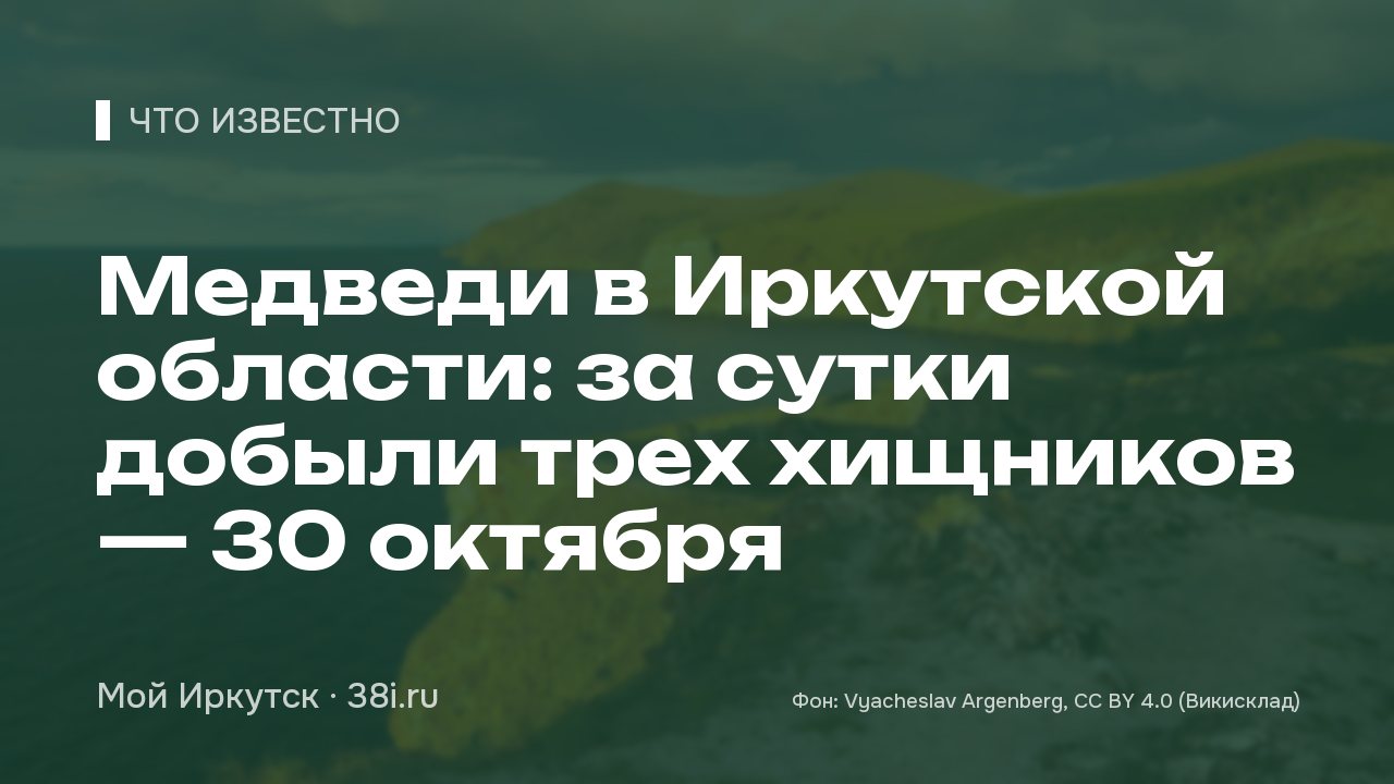 Медведи в Иркутской области: за сутки добыли трех хищников — 30 октября