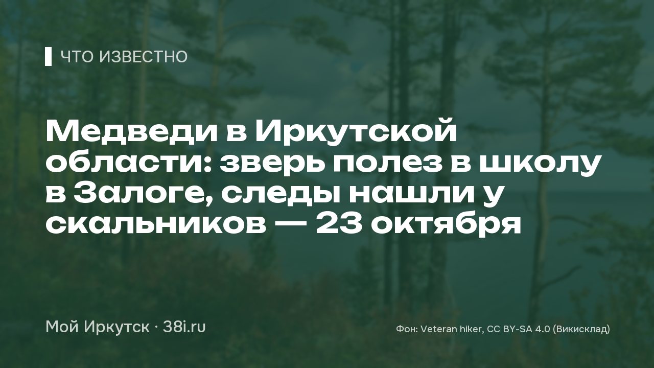 Медведи в Иркутской области: зверь полез в школу в Залоге, следы нашли у скальников — 23 октября
