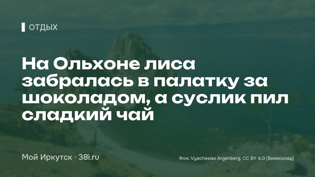 На Ольхоне лиса забралась в палатку за шоколадом, а суслик пил сладкий чай