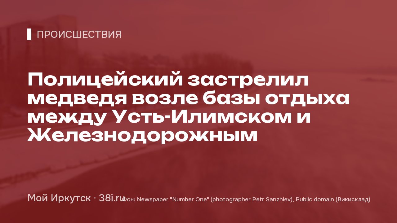 Полицейский застрелил медведя возле базы отдыха между Усть-Илимском и Железнодорожным