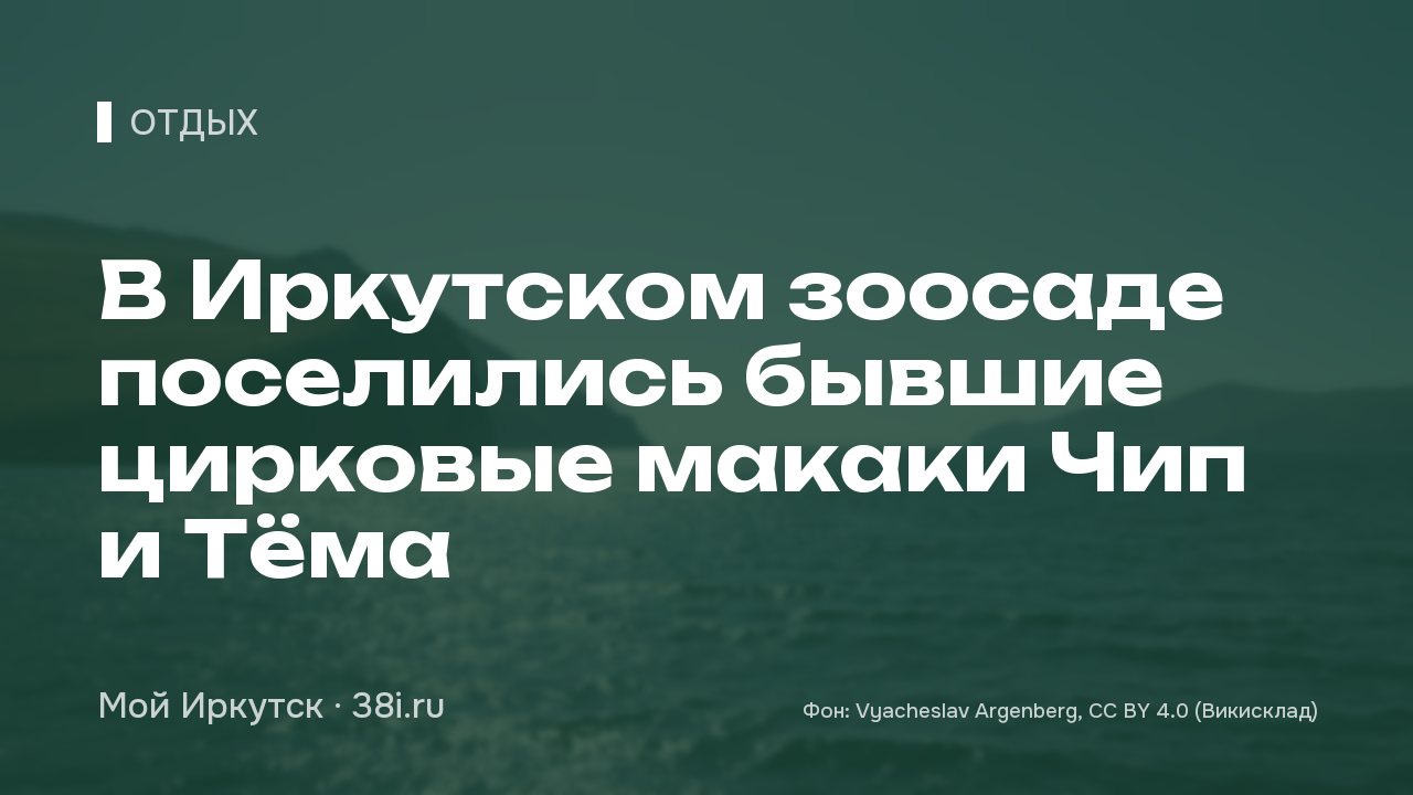 В Иркутском зоосаде поселились бывшие цирковые макаки Чип и Тёма