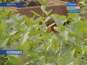 Быстрорастущий лес вывели в Иркутске