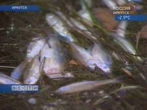 На берегу мертвых мальков обнаружили рыбаки 