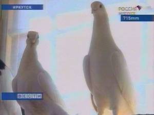 Выставка голубей в Иркутске