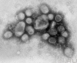 Вирус h1n1 в Иркутске