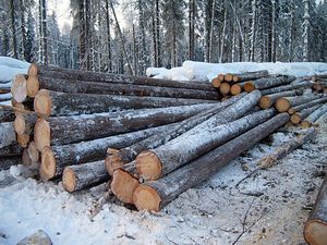 Заготовка древесины в Иркутской области