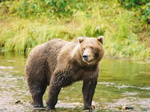 На Камчатке медведь убил женщину