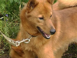 Выставка охотничьих собак прошла в Иркутске
