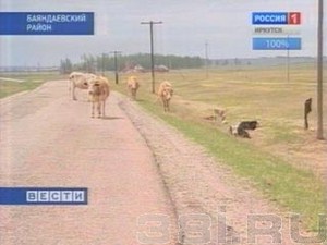 Гибель скота в Баяндаевском районе
