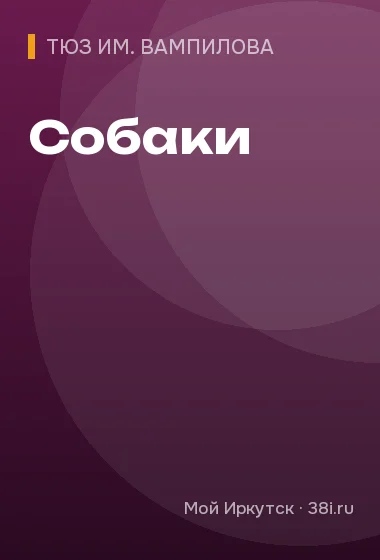 Собаки